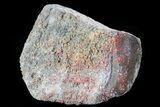 Polished Dinosaur Bone (Gembone) Section - Colorado #72988-2